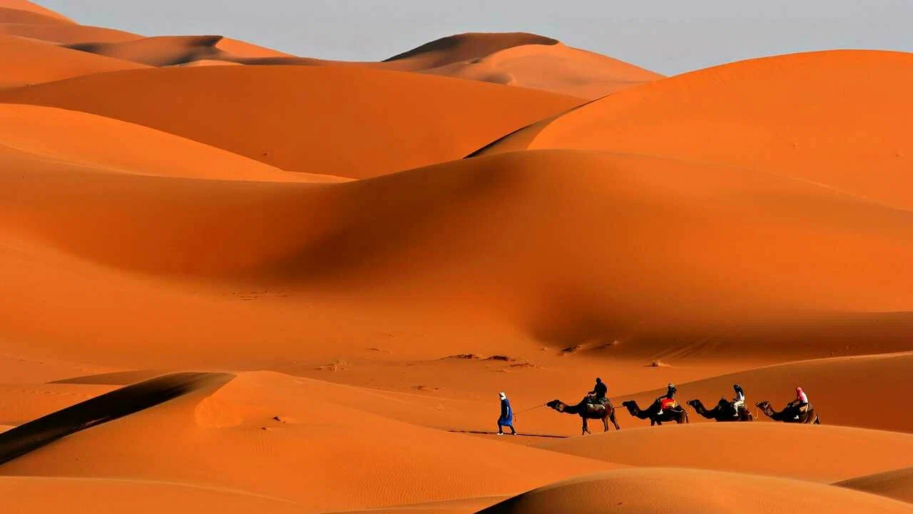 Sahara and camels